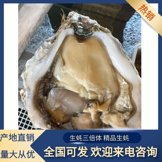 大连半壳生蚝 烧烤生蚝