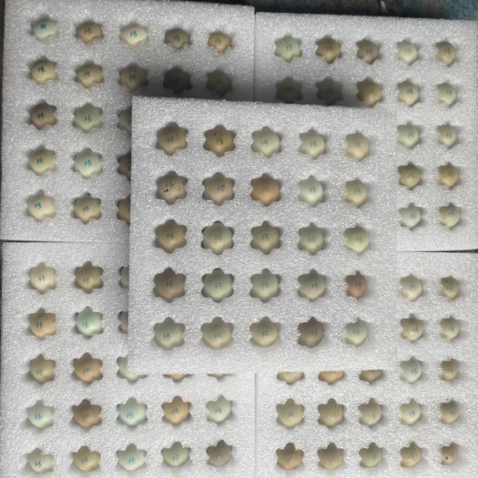 深圳宠物芦丁鸡种蛋一盒50枚40元，包85%受精率，最小的迷你鸡