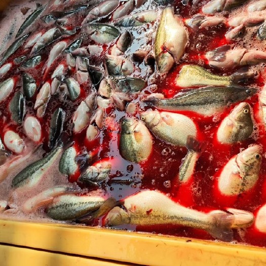 深圳鲈鱼柳  免浆包裝