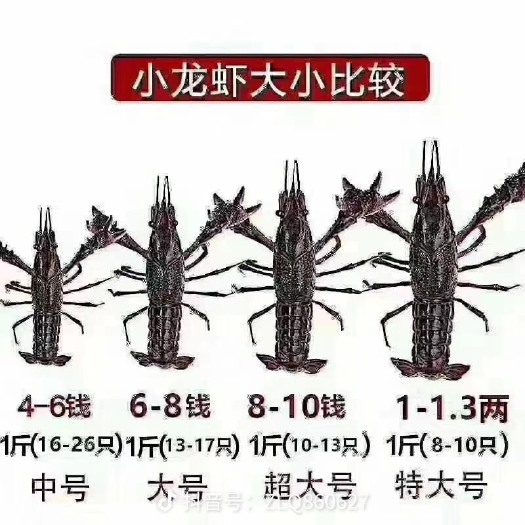 长沙江苏精品小龙虾