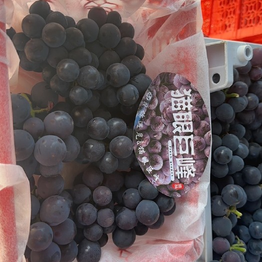 台州巨峰葡萄