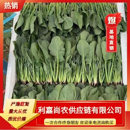 山东曹县万亩蔬菜基地常年供应菠菜