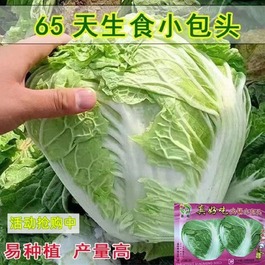 祁东县义和秋大白菜种子甜脆好吃多叶白菜种子火锅白菜种籽大白菜种籽