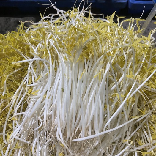 博罗县黄豆芽绿豆芽批发零售，量大从优