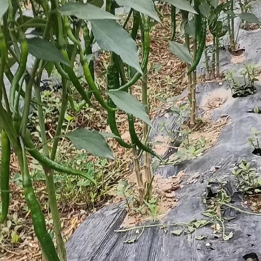 绵阳三号线椒
