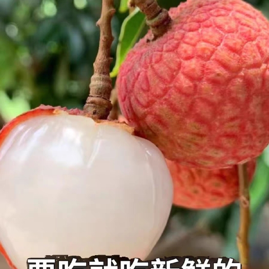 博罗县岭南荔枝！果大又甜、满满荔枝味！