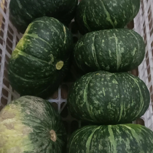 大荔县板栗南瓜