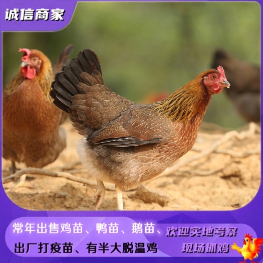 衡阳出售清远麻鸡苗还有清远麻脱温鸡一个月鸡
