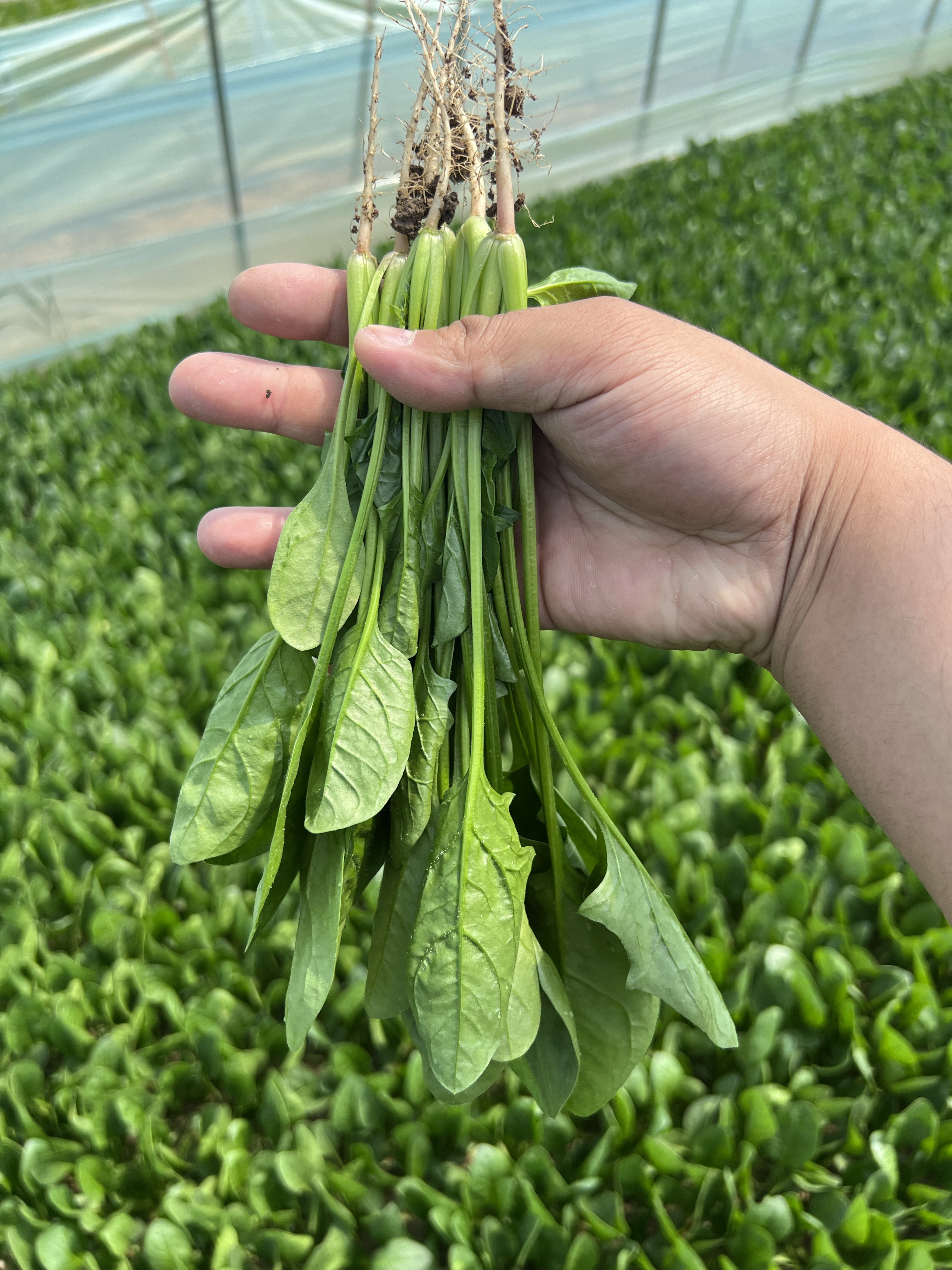 山东曹县万亩蔬菜基地常年供应电商加工厂市场菠菜