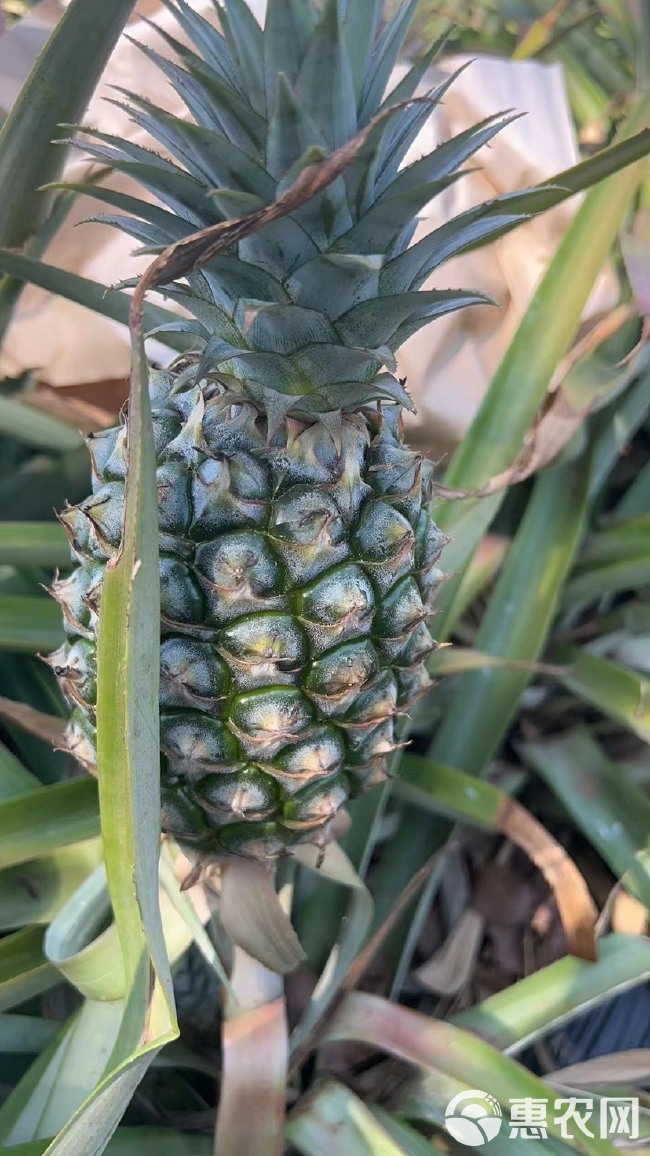 芒果凤梨