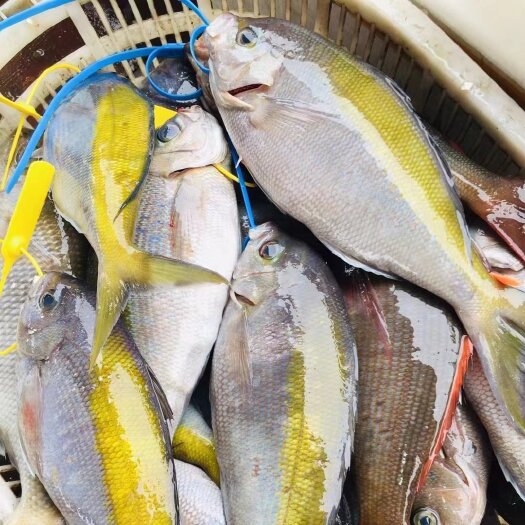珠海海钓黄尾东 又叫黄背梅鲷 即钓即放血刺身级 刺身、清蒸都好吃