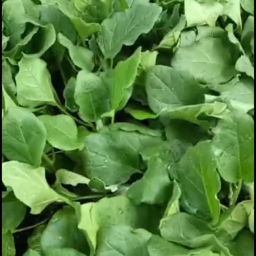 茄子苗长茄
