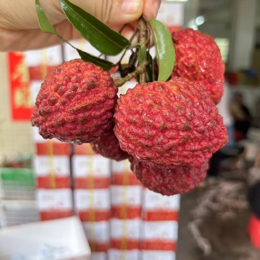 海口荔枝王