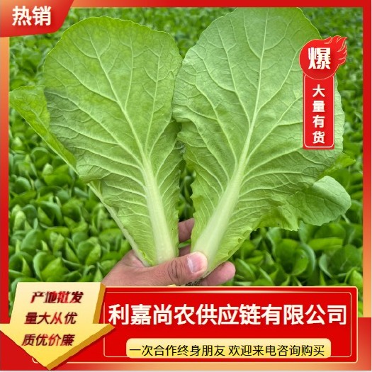 曹县山东万亩蔬菜基地常年供应小白菜，牙白苗，快菜，量大