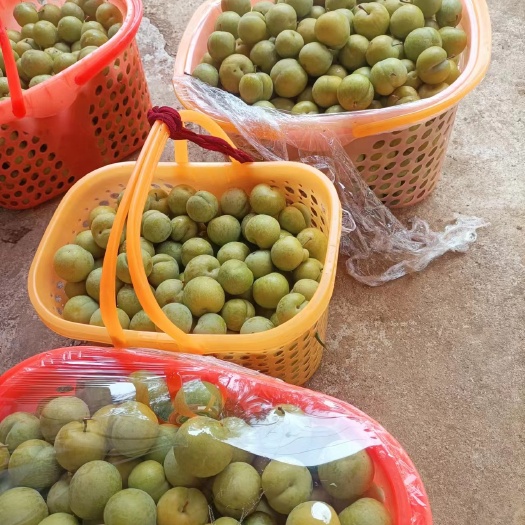 蜂糖李果