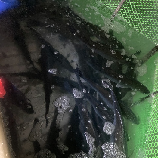 广州海鲈，