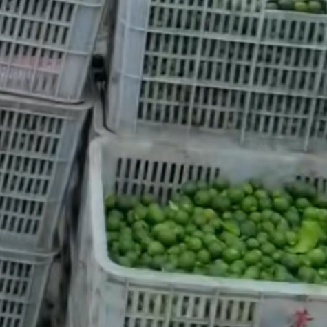 石门县枳实，当年鲜货