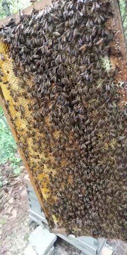 歙县中蜂群。标框标箱非白糖饲喂的活框蜂群。