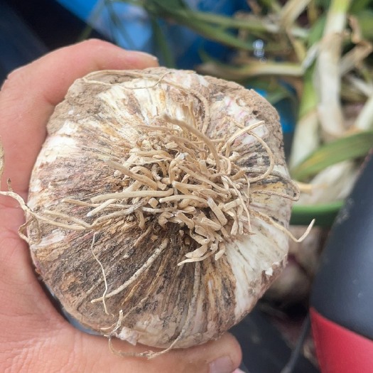 通许县土豆 洋葱 大蒜大量上市