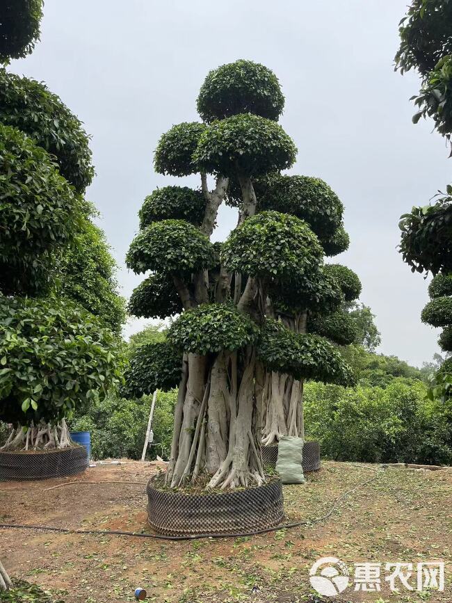 造型小叶