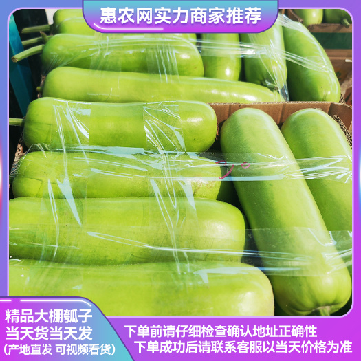 淮安精品瓠瓜  淮安胡子瓜 蒲瓜 一手货源 产地直发 保质保量