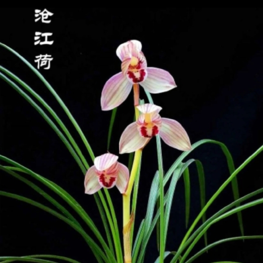 施甸县沧江河