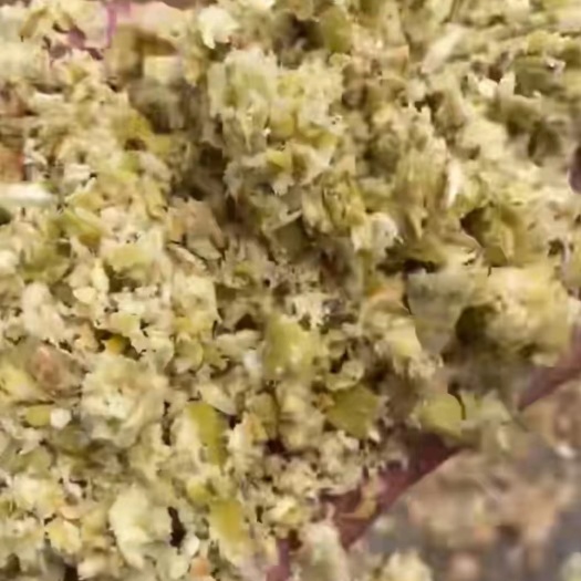 正定县新鲜湿苹果渣，大量接受预订！散装，密封袋装可以存放一年！