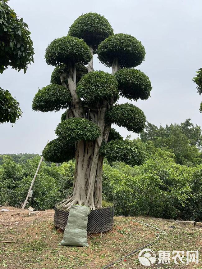 造型小叶