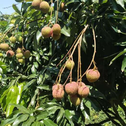 博白县妃子笑荔枝，果农，大量