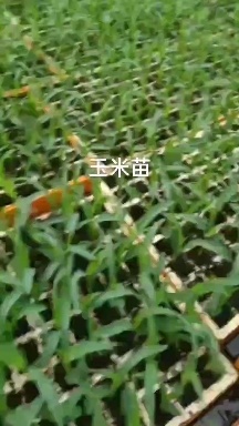 水果玉米苗(902甜脆)