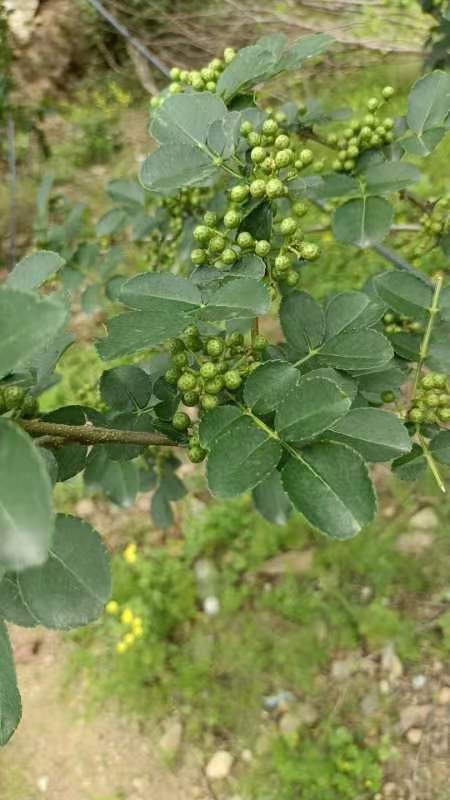 土花椒 奉节花椒 老品种花椒