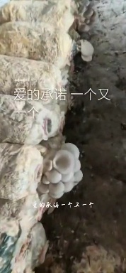 蘑菇