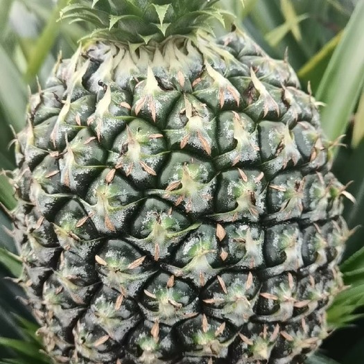 澄迈县22号西瓜凤梨
