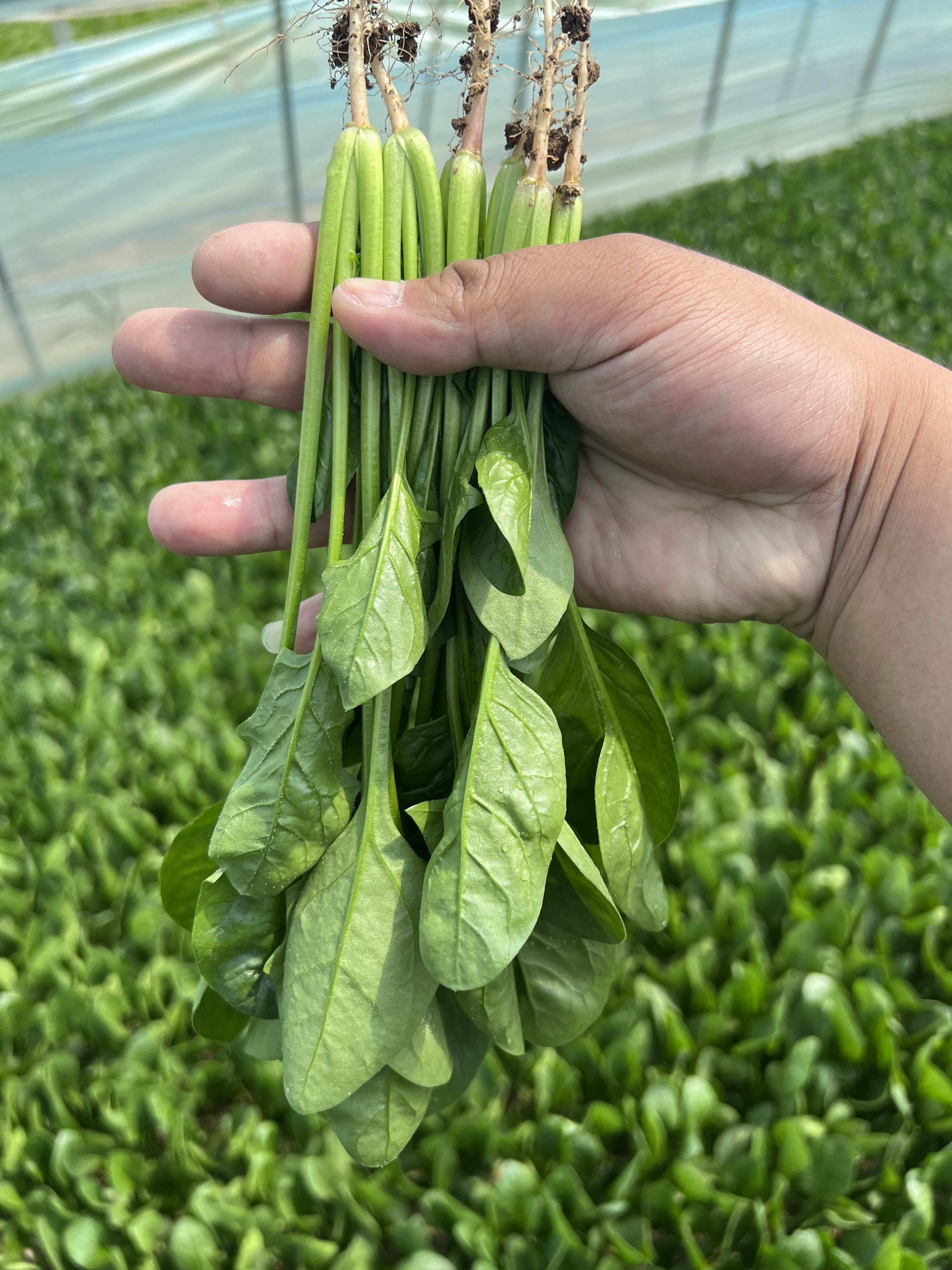 山东曹县万亩蔬菜基地常年供应电商加工厂市场菠菜