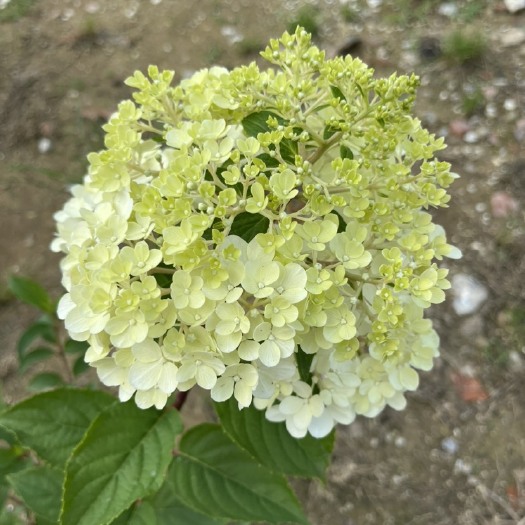 圆锥绣球香草草莓2加仑