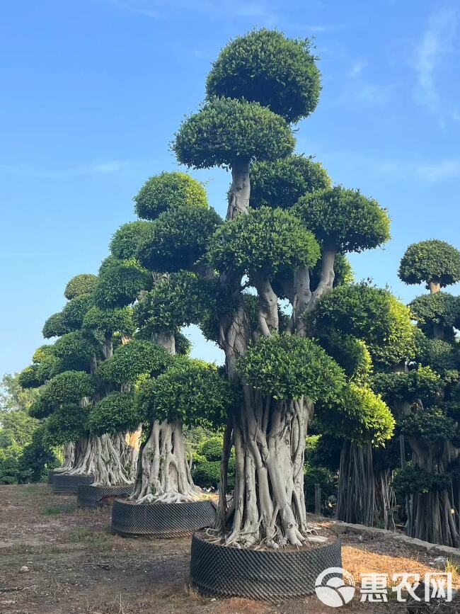 造型小叶