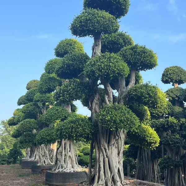 造型小叶