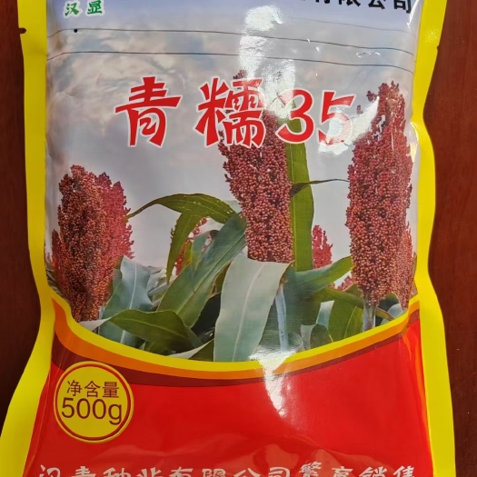 青县青糯35号
