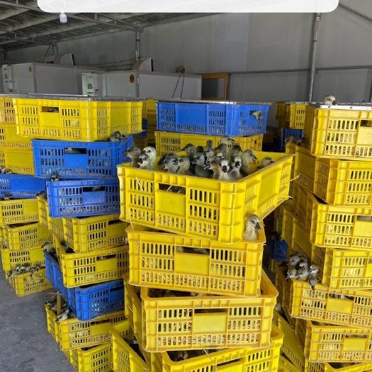 台山市马岗鹅苗  （阳江杂.大种白沙杂.狮头鹅专业场地供销各品种鹅