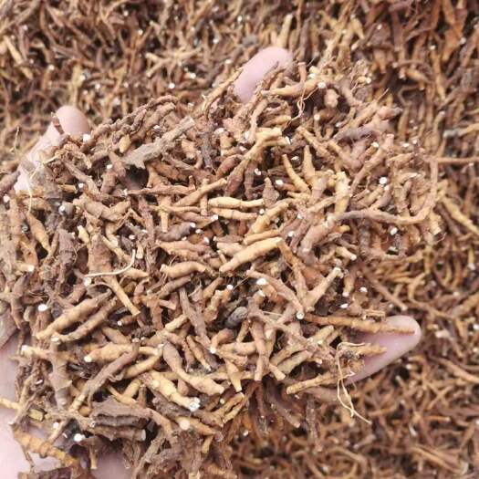 华阴市九节菖蒲，高品质山货