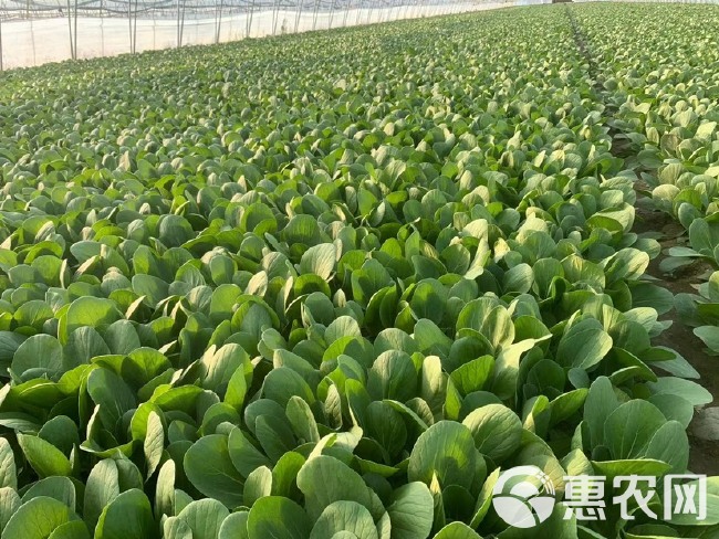 山东万亩蔬菜基地常年供应上海青，油菜，小青菜