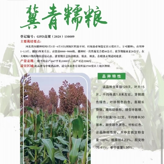 青县冀青糯粮