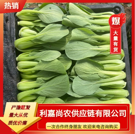 曹县山东万亩蔬菜基地常年供应上海青，油菜，小青菜