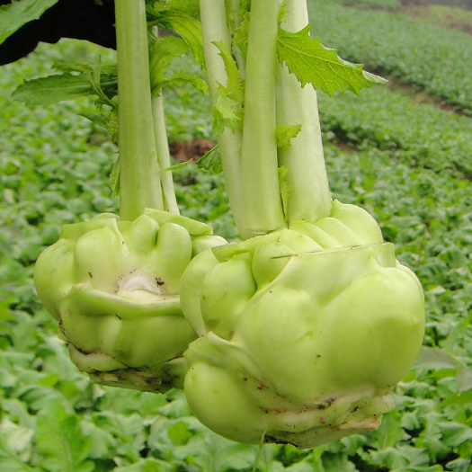 重慶市榨菜種子