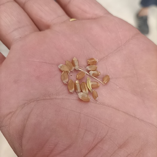 鹿邑县河南小麦有需要的联系我