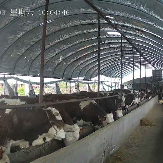 桦南县育肥牛 牛肉 活牛