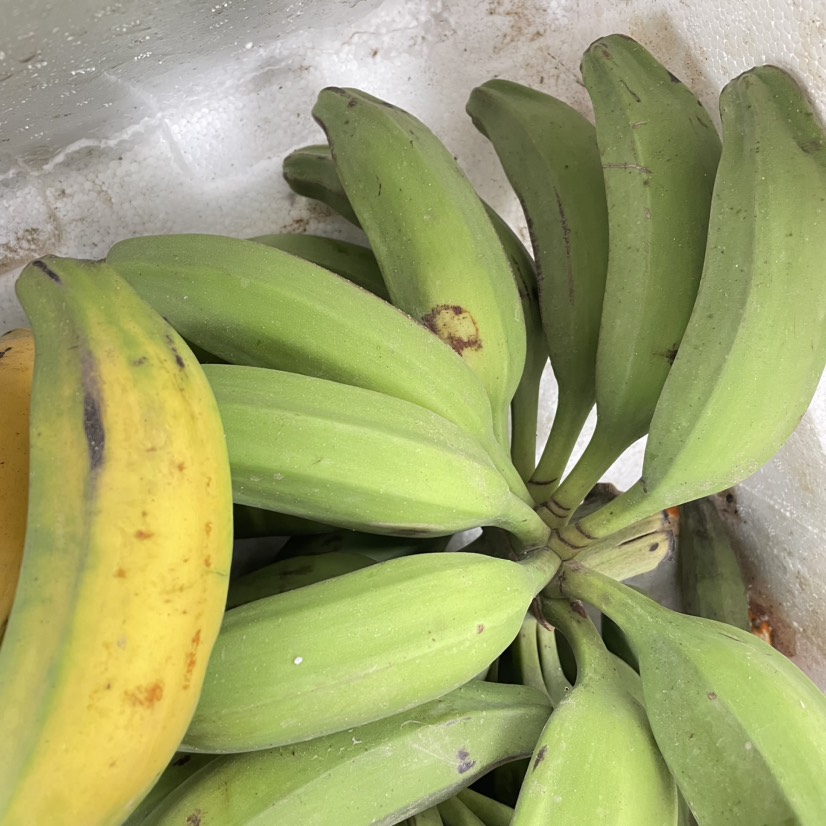 广西牛蕉酸奶蕉土芭蕉应季水果包邮整件坏果包赔