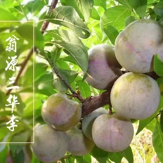 翁源县广东省韶关翁源三华李 自家种植