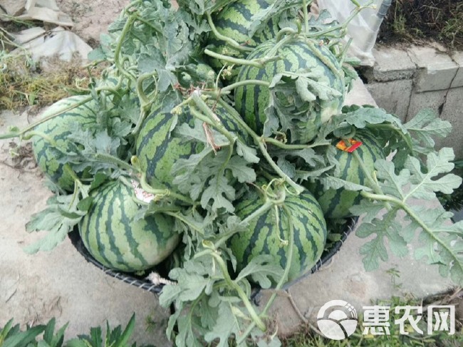 南汇8424黑籽西瓜6-11 头茬瓜