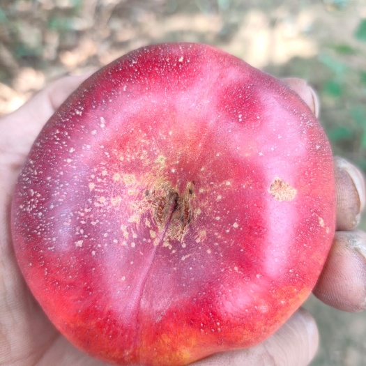 广宗县36/3中油蟠桃，口感脆甜爽口，货量充足，产地直发一手货